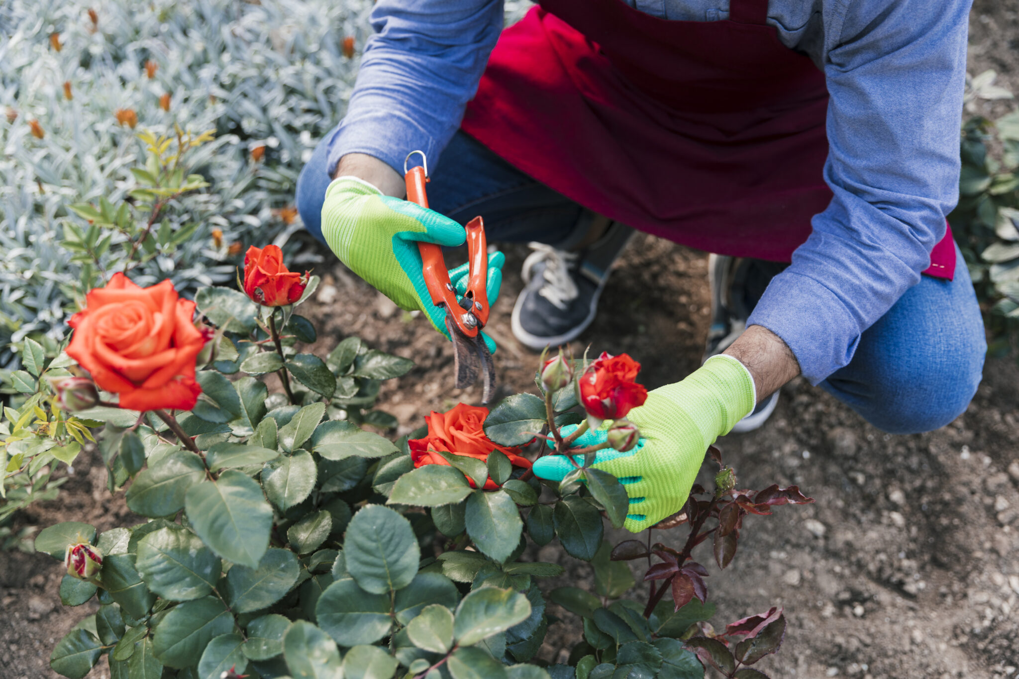 overhead-view-female-gardener-cutting-rose-from-plant